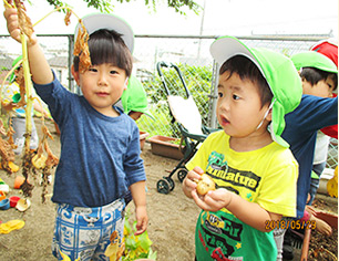 じゃがいもの収穫をする子どもたち