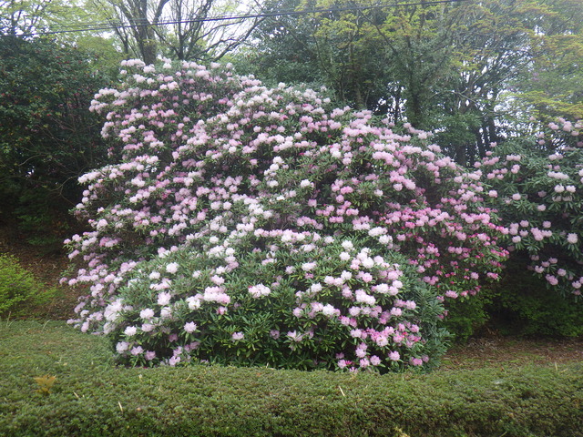しゃくなげ5