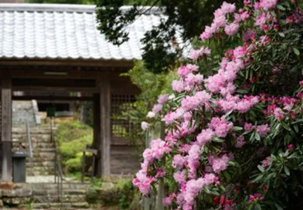 シャクナゲ写真