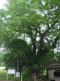 歳神社ムクノキ