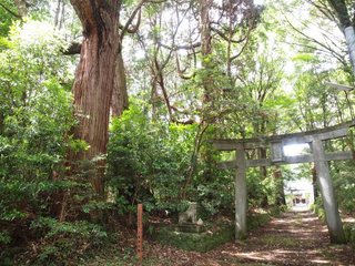 八坂神社社叢