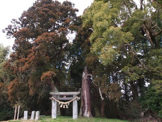 鳥居原大杉