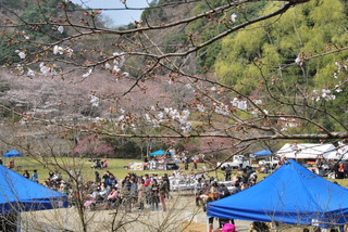 三重町内山公園 桜まつり