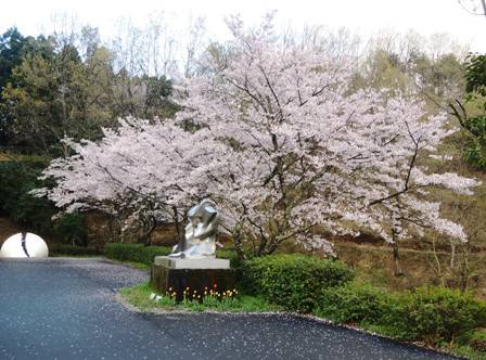 4月12日駐車場の桜