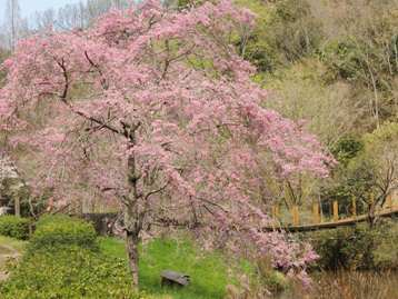 4月12日枝垂れ桜1