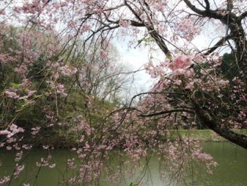 4月12日枝垂れ桜2