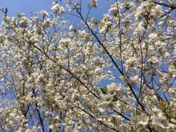 4月12日墨染めの桜1