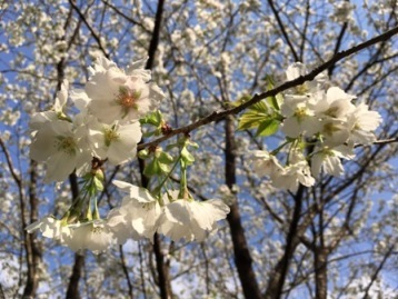 4月12日墨染めの桜2