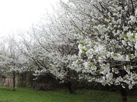 4月12日墨染めの桜3