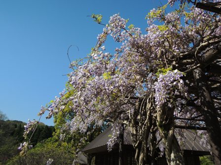 藤の花