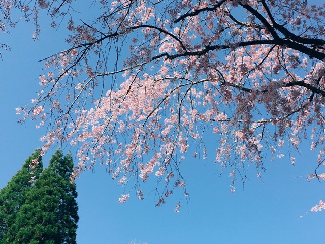 桜1