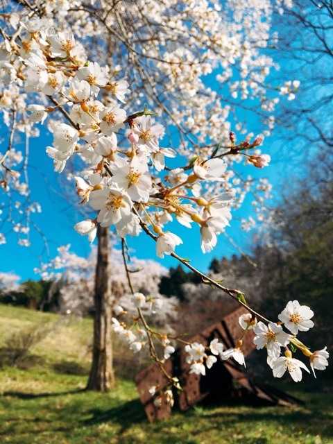 桜3