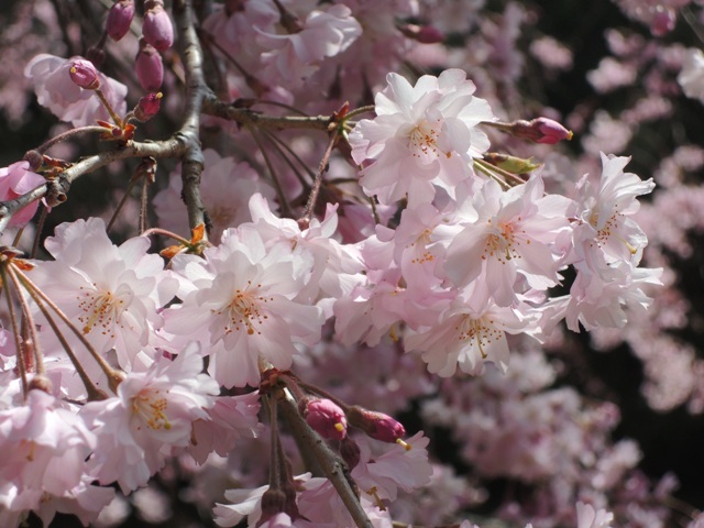 桜4