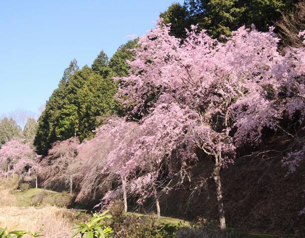 桜5