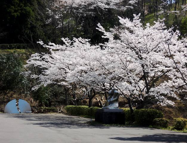 桜7