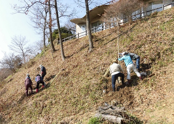 桜植樹3