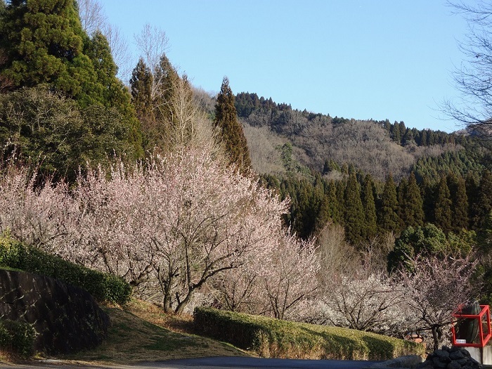 記念館前の梅