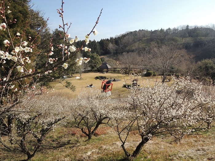 記念公園の梅