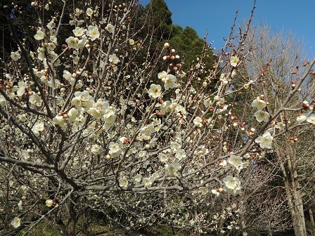 梅の花（白）