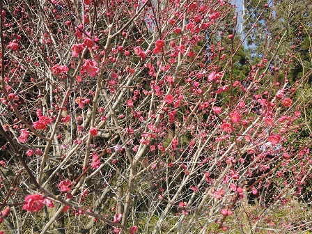 梅の花（紅）