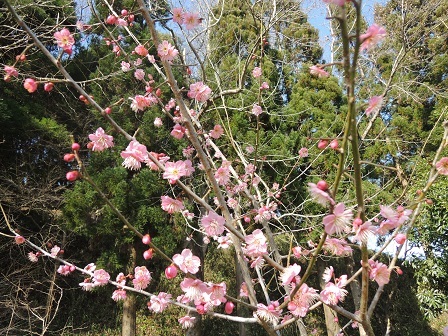 梅の花（ピンク）
