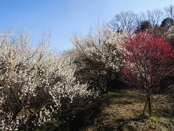 記念公園の梅（裏山）