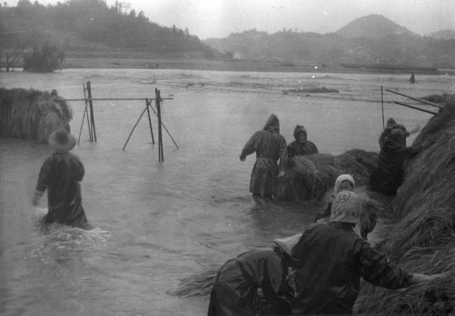 冠水した長峰の水田から稲を集める人たち