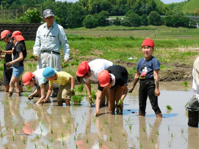 小5田植1