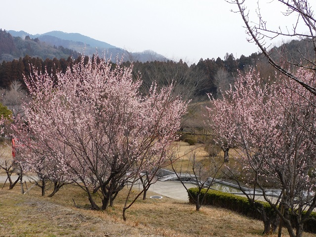 3月4日の開花状況1