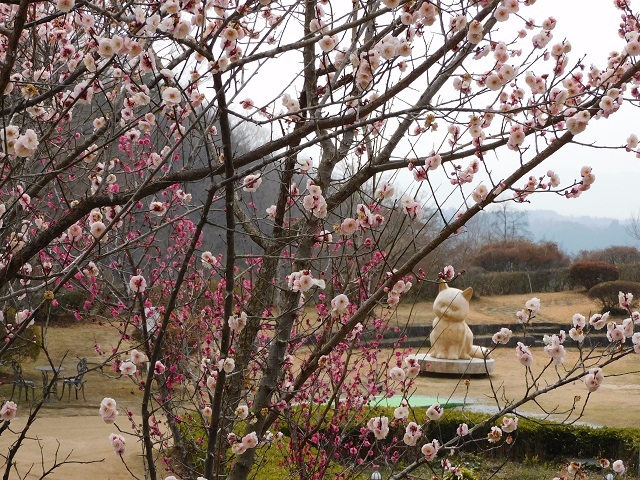 3月4日の開花状況3