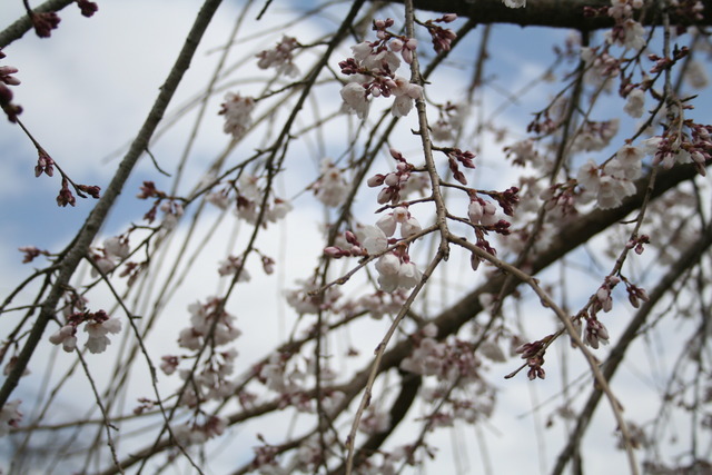 桜祭り6