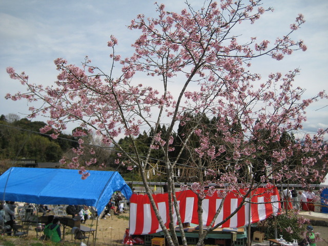 桜祭り7