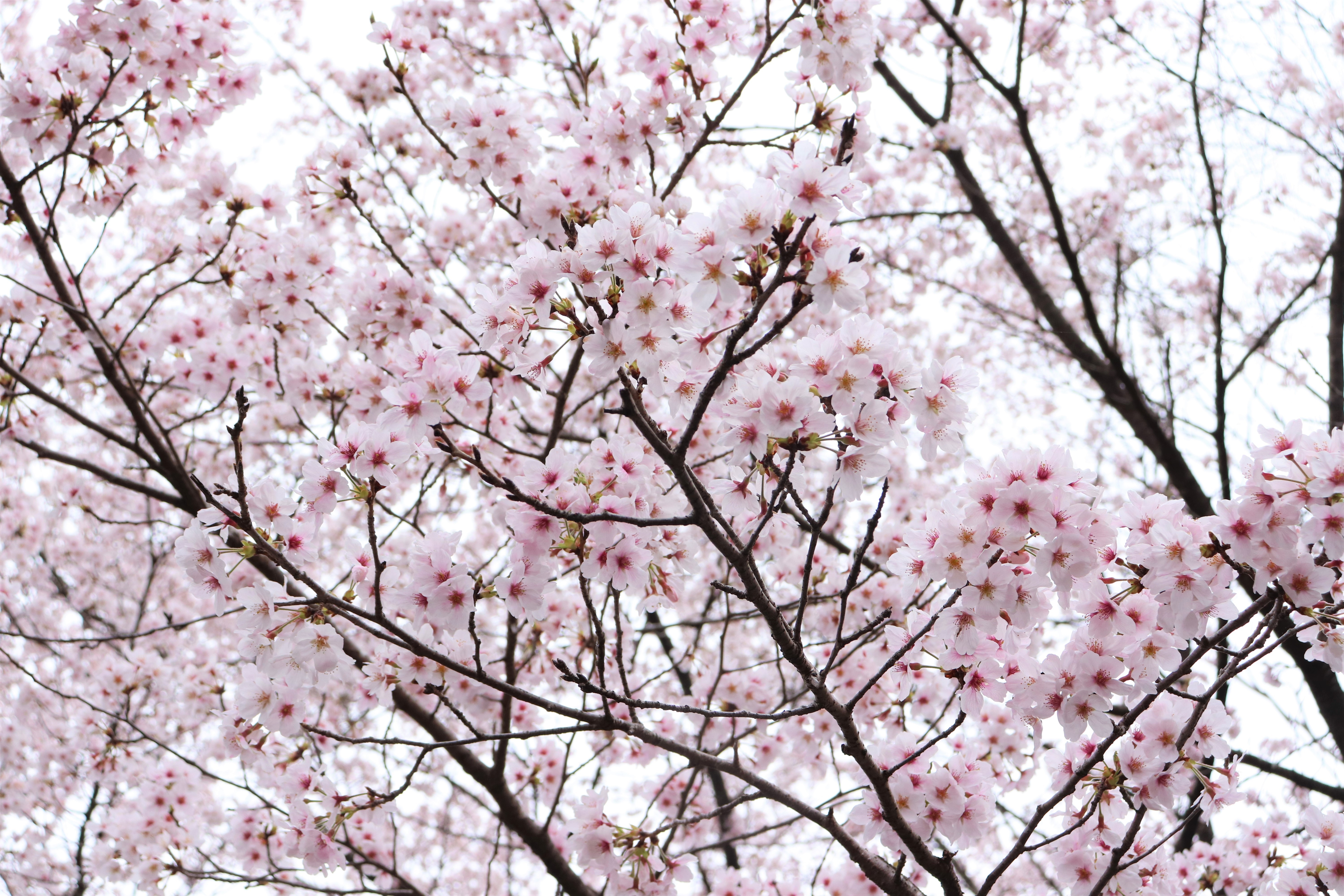 桜16（3/29撮影）