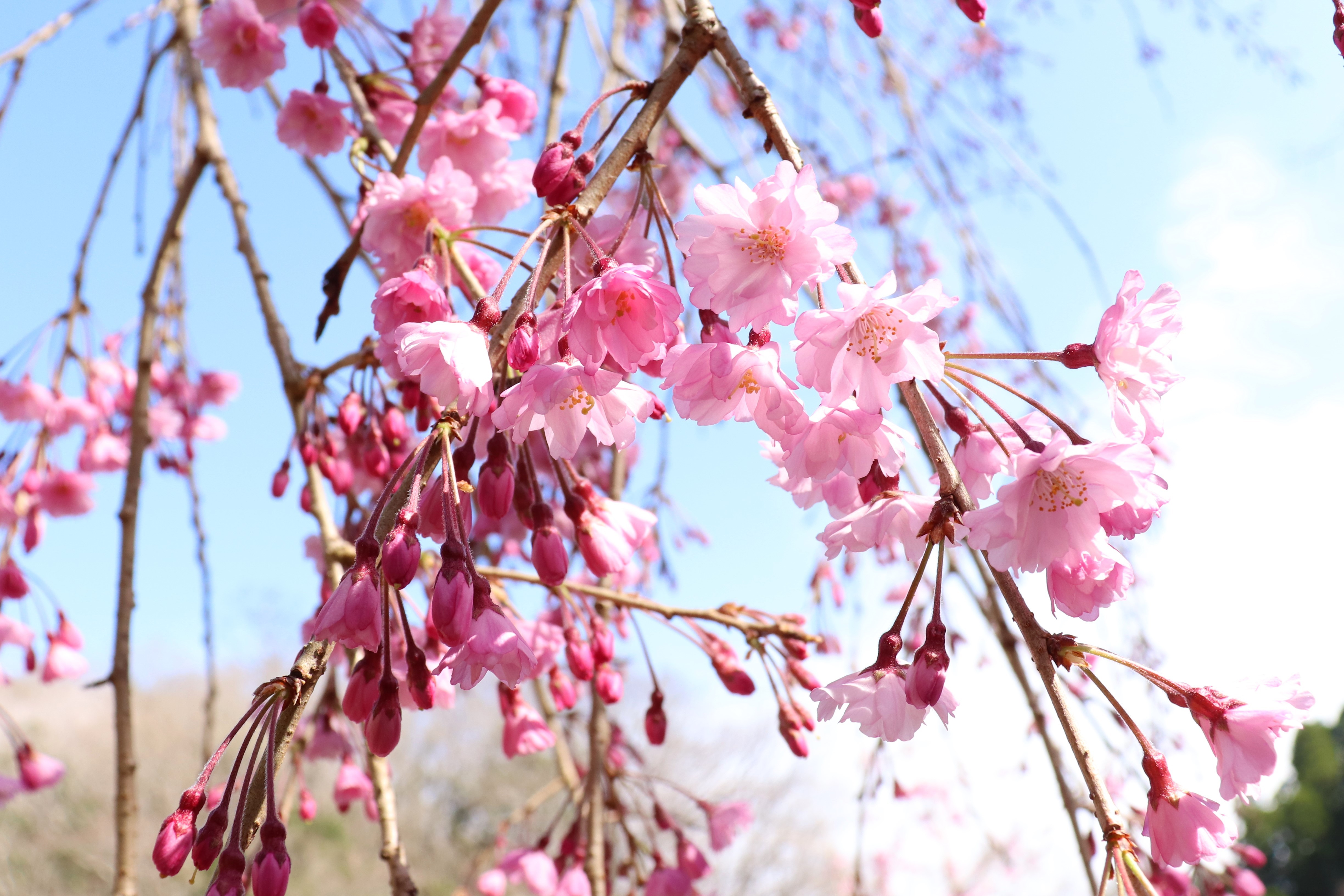 桜15（3/29撮影）