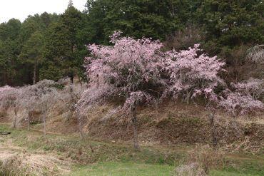 桜3（3/25撮影）