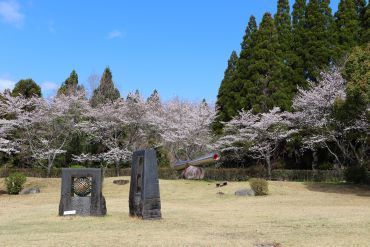 桜8（3/27撮影）