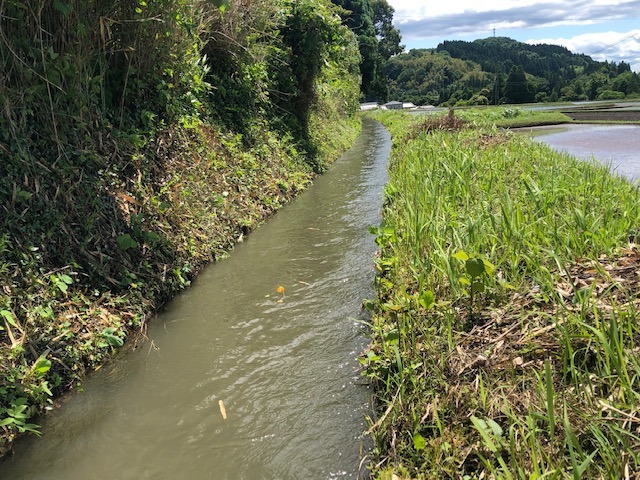 田植え前その3