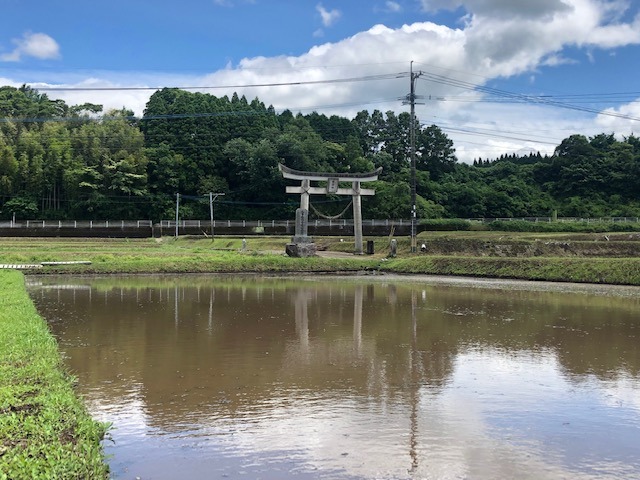 田植え前その4