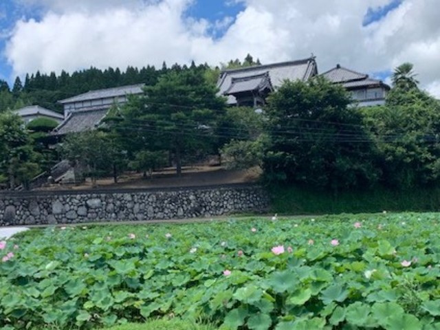 お寺の前で咲く蓮