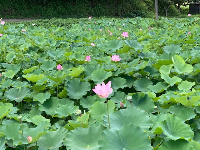 一面に蓮の《公:注意》花