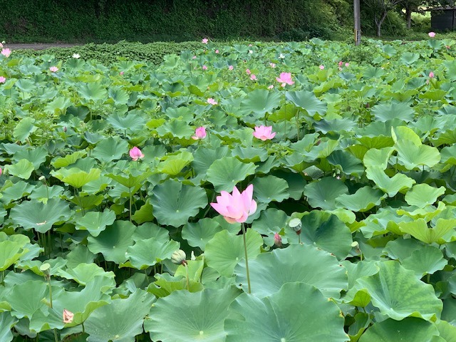 一面に蓮の《公:注意》花