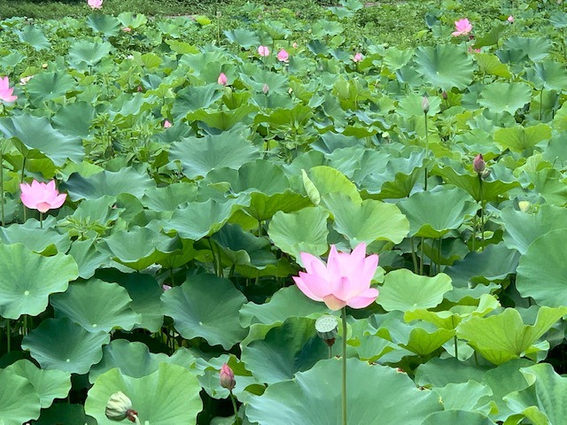 蓮の花近景