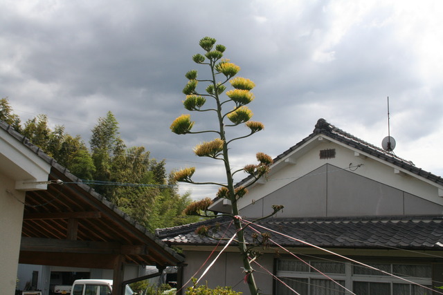 リュウゼツラン遠景