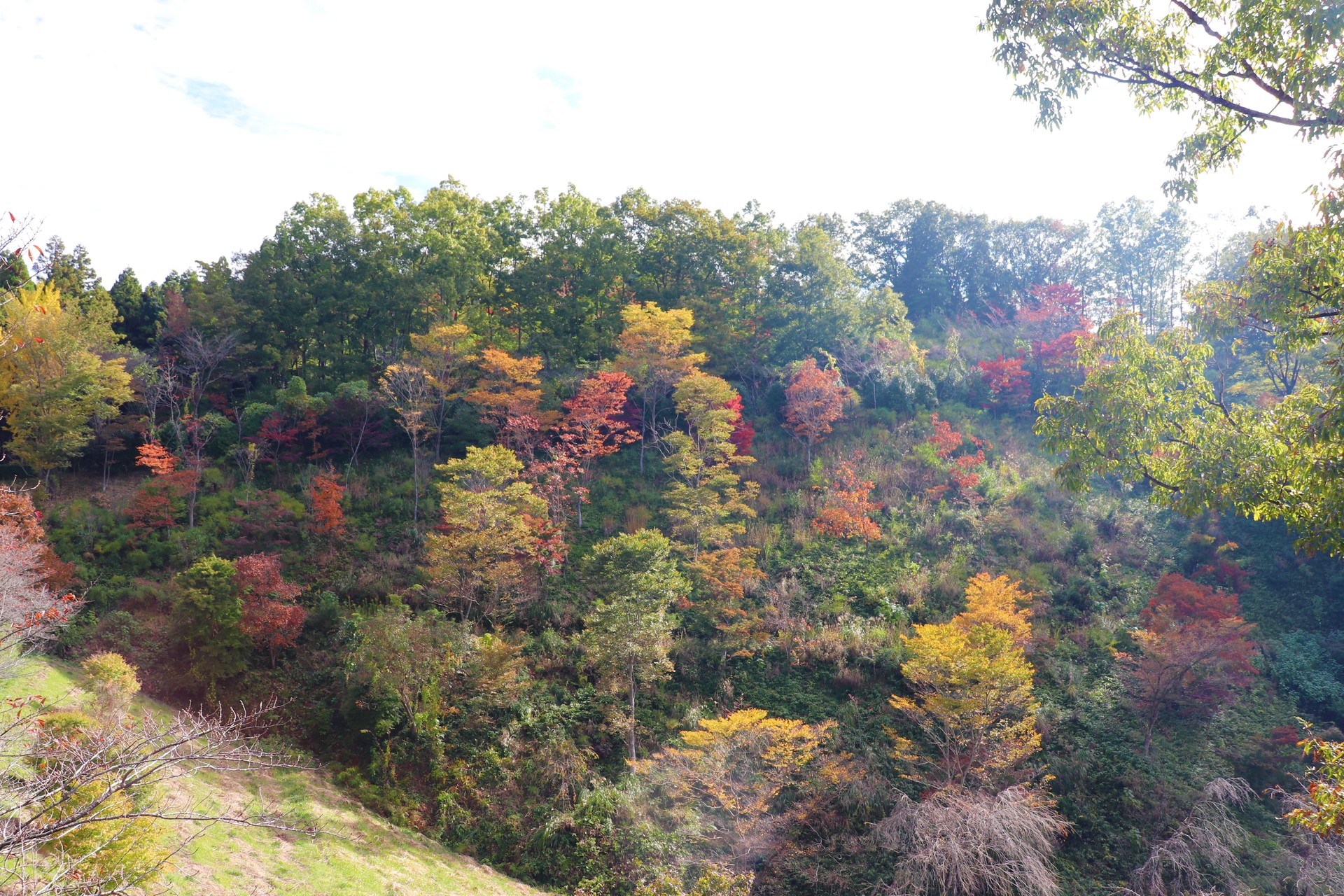 斜面の紅葉