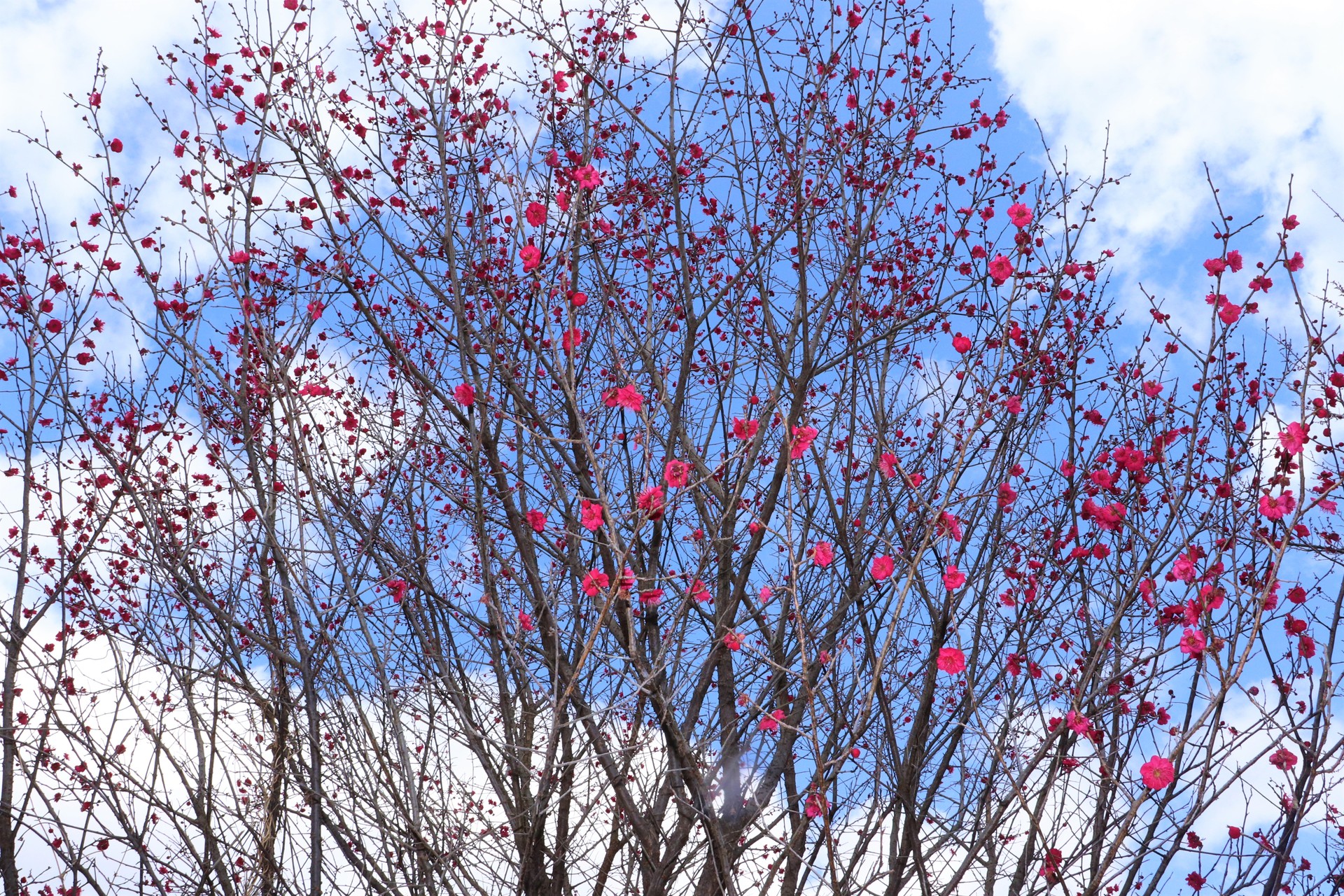 紅梅（2月14日撮影）