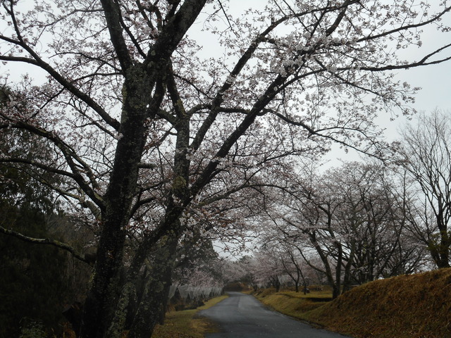 桜並木