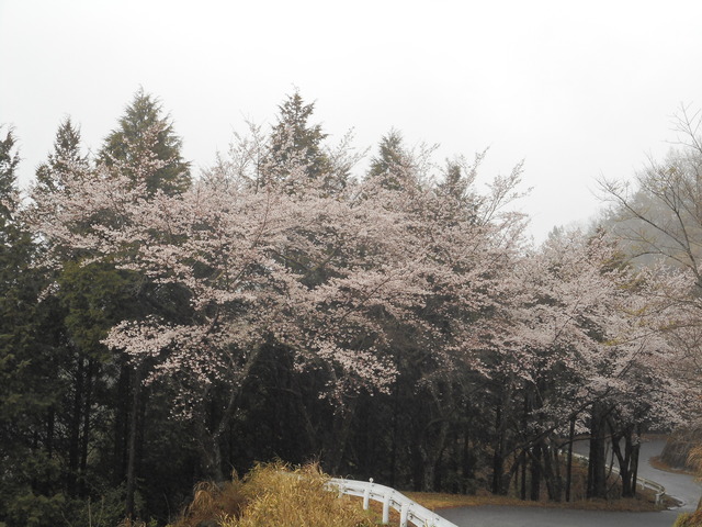 高城