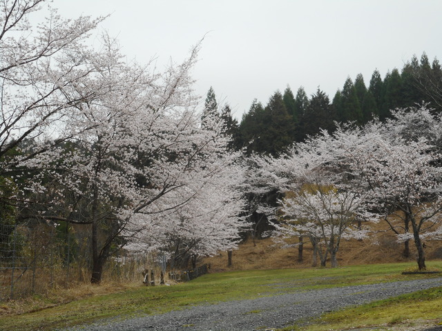 能場