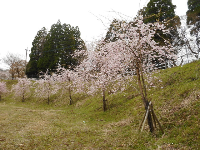 能場