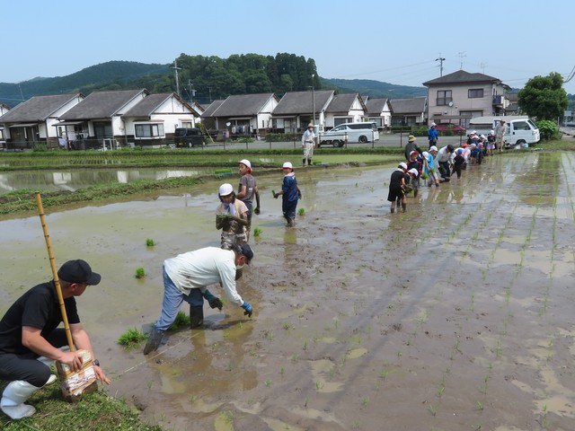 田植えのようす遠景